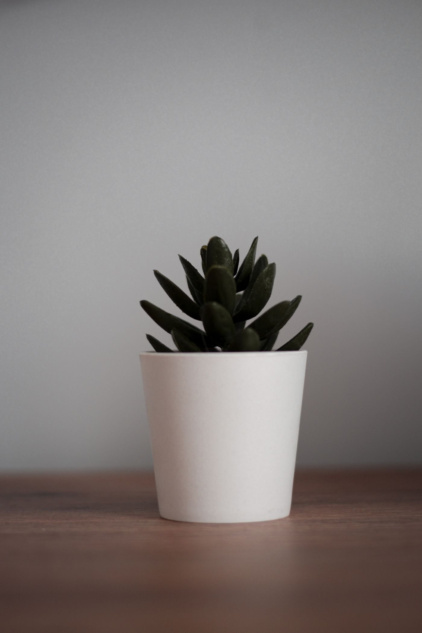 A small succulent plant in a white pot