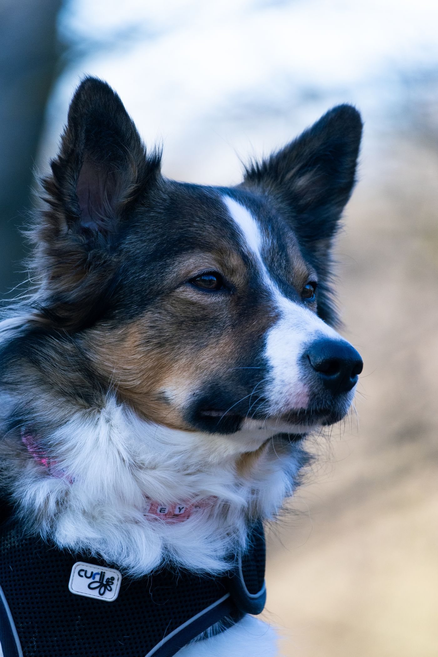 Close-up portrait of a Border Collie in natural light