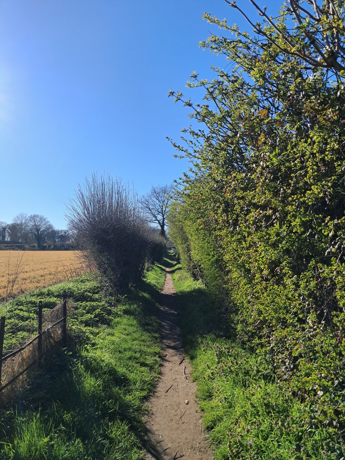 A sunlit path between hedgerows in the English countryside